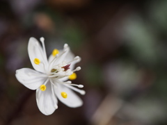 黄色いのが花びら　～バイカオウレン　二態～