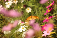 ボクも花