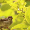 我が鳥撮り記　その２