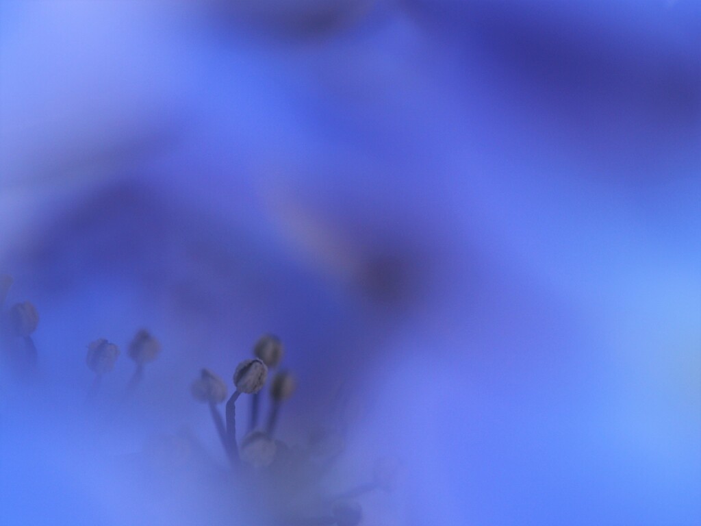 蒼の世界