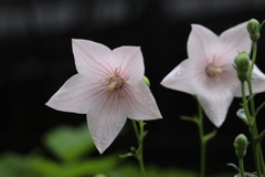 夏の花