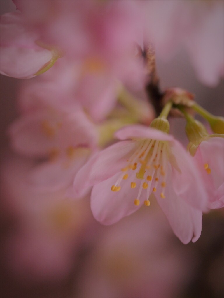 はるのうた