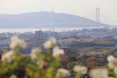 野路菊の丘から