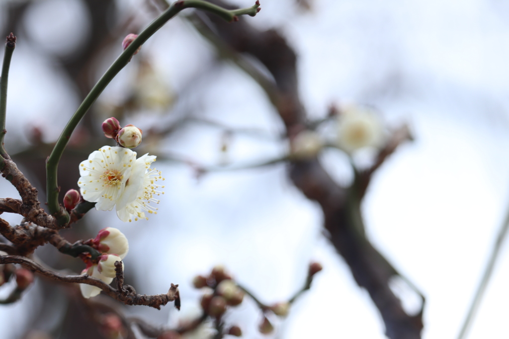花を訪ねて