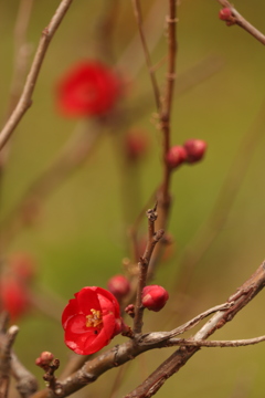 放春花