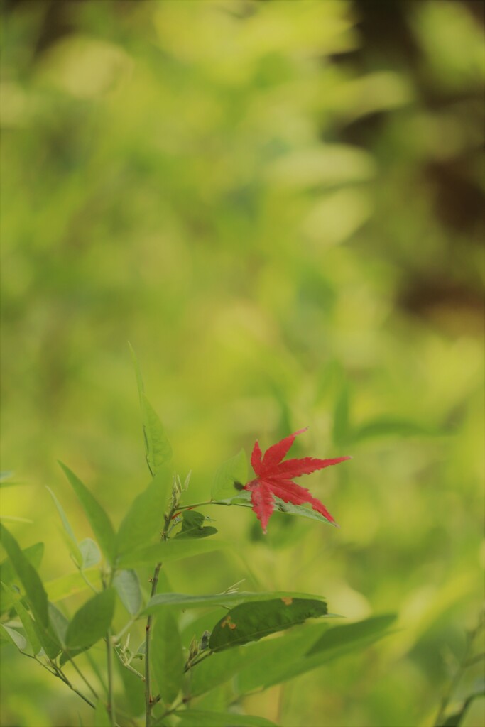 秋はあっち