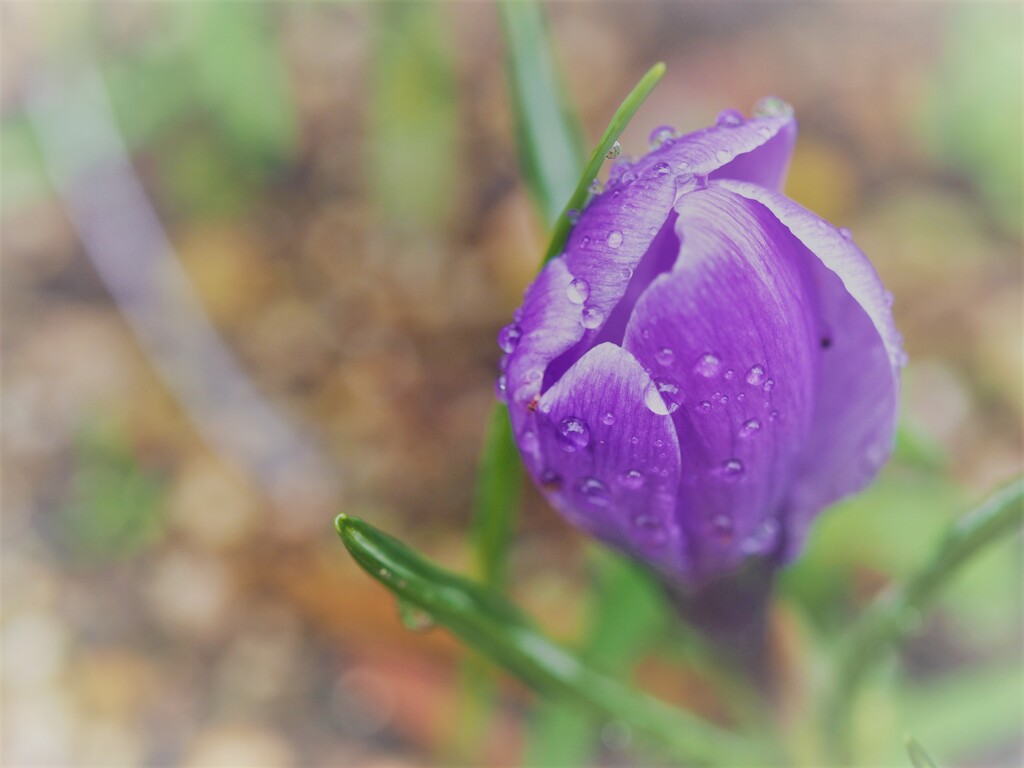 雨に咲く