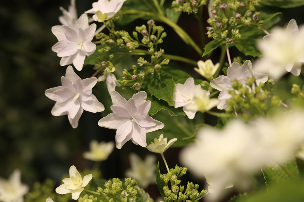 庭の花火