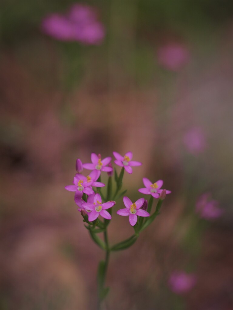 WAになっておどろう