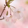 さくら