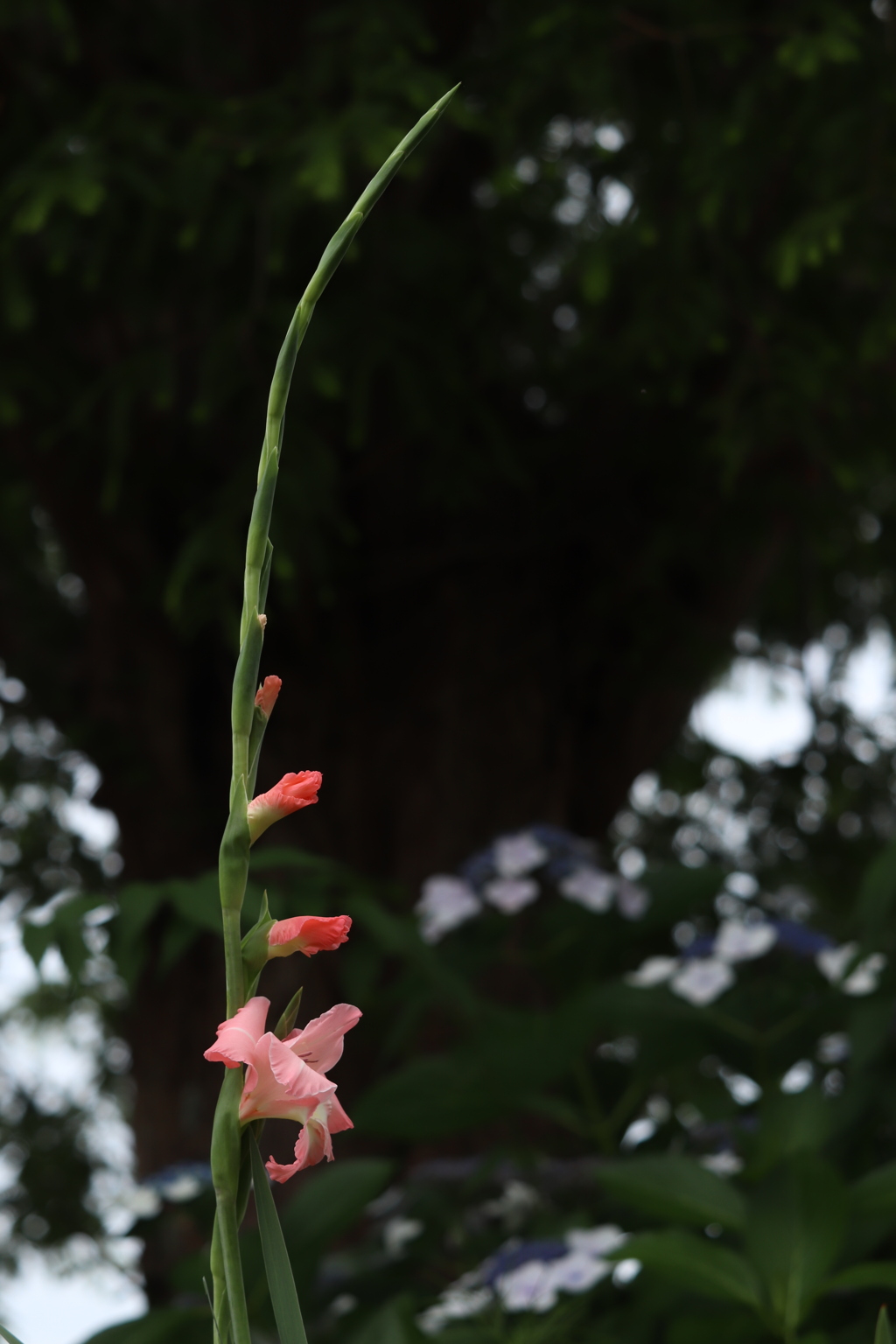 花剣