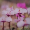 春を愛するひとは