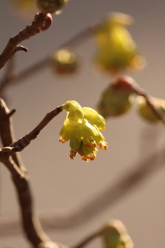 花灯り