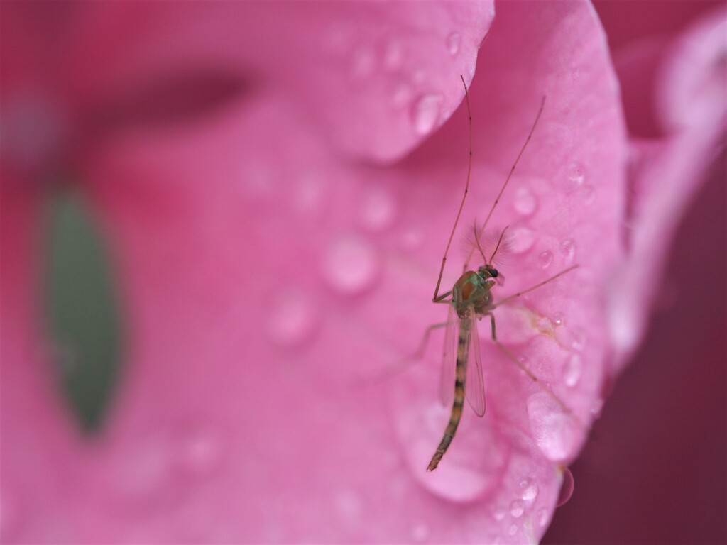 雨宿り