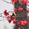 ウメじゃないのね。。。