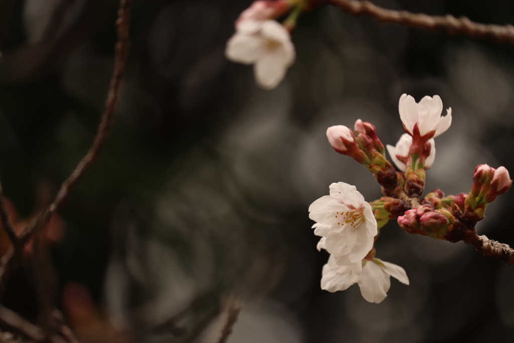 開花宣言　　～神戸から～