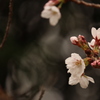 開花宣言　　～神戸から～