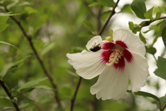 花傘