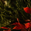 クリスマスカラー