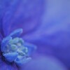 雨の花