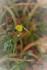 野に咲く花のように