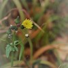 野に咲く花のように