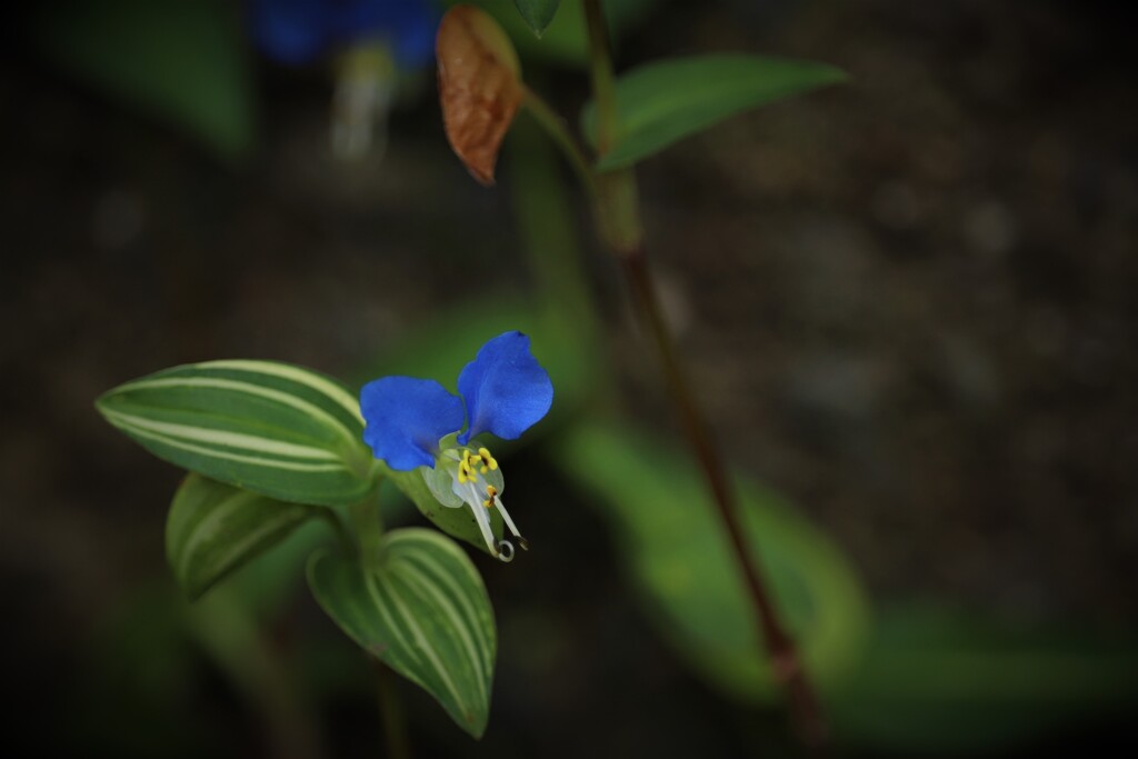 つゆくさ By はなてふ Id 写真共有サイト Photohito