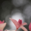 花のように