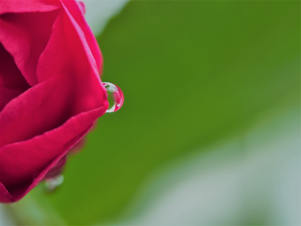 別れの一滴 By はなてふ Id 写真共有サイト Photohito