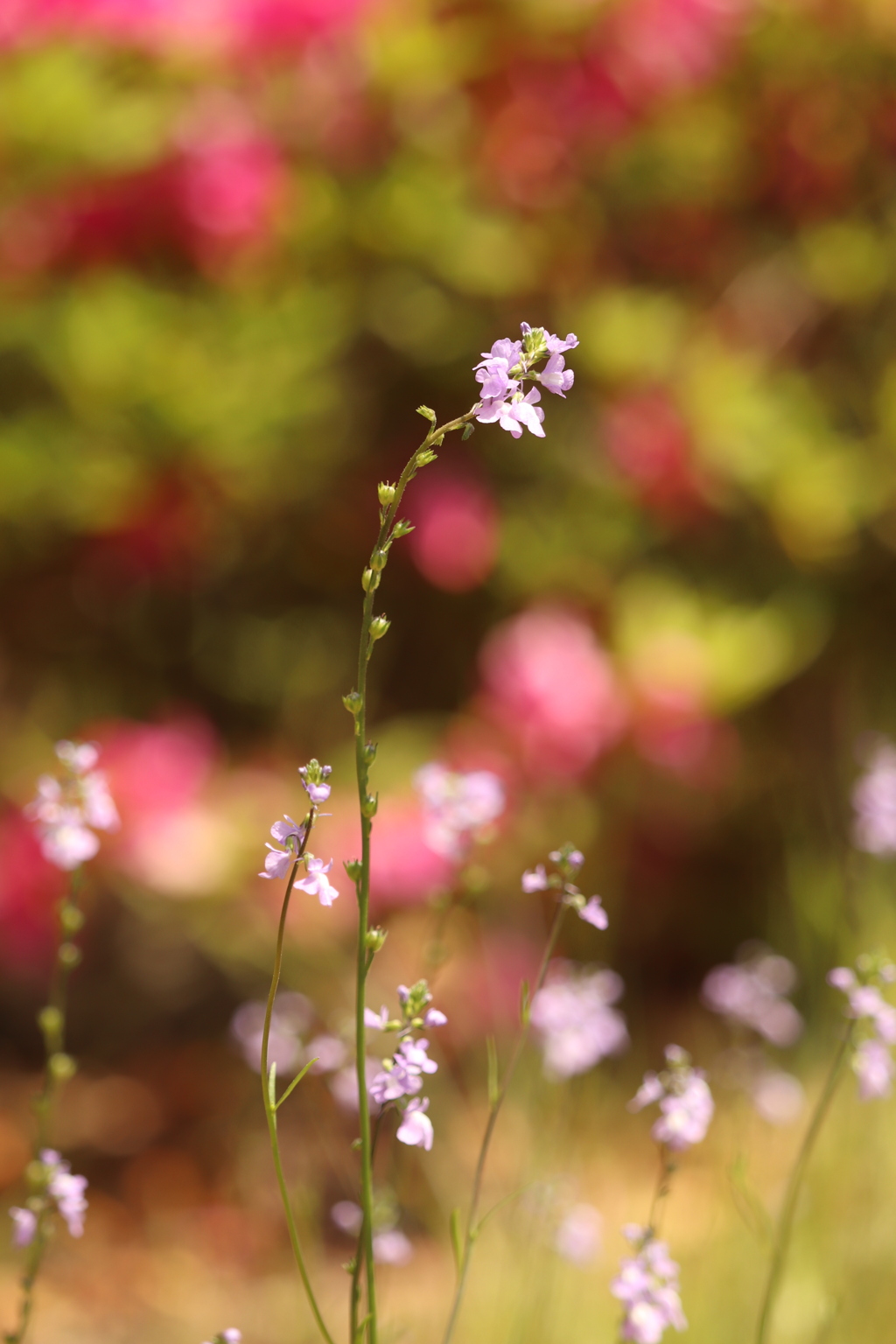 花たち