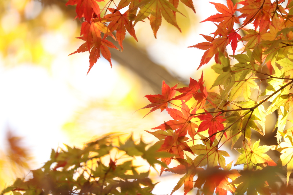 紅葉未満　２