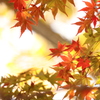 紅葉未満　２