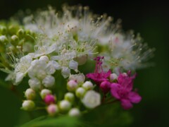 白い花　赤い花