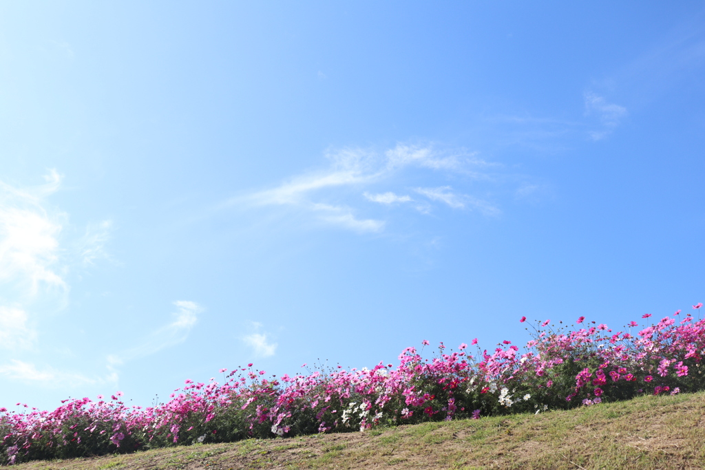 Cosmos