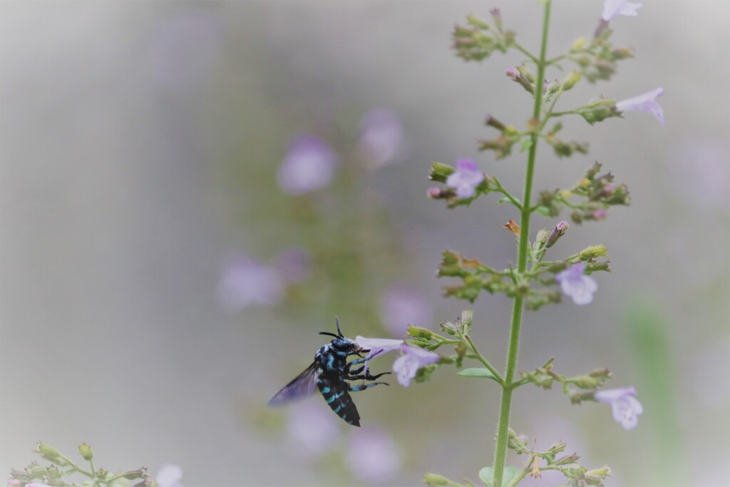 blue bee
