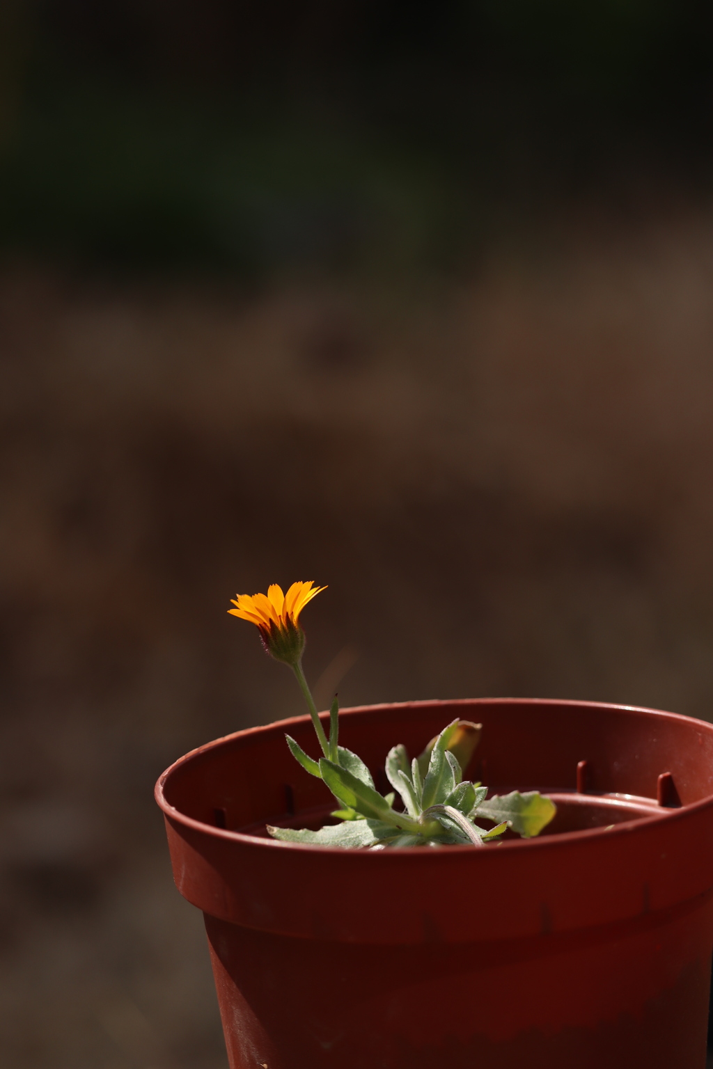 花は咲く