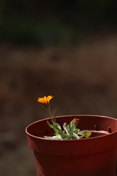 花は咲く