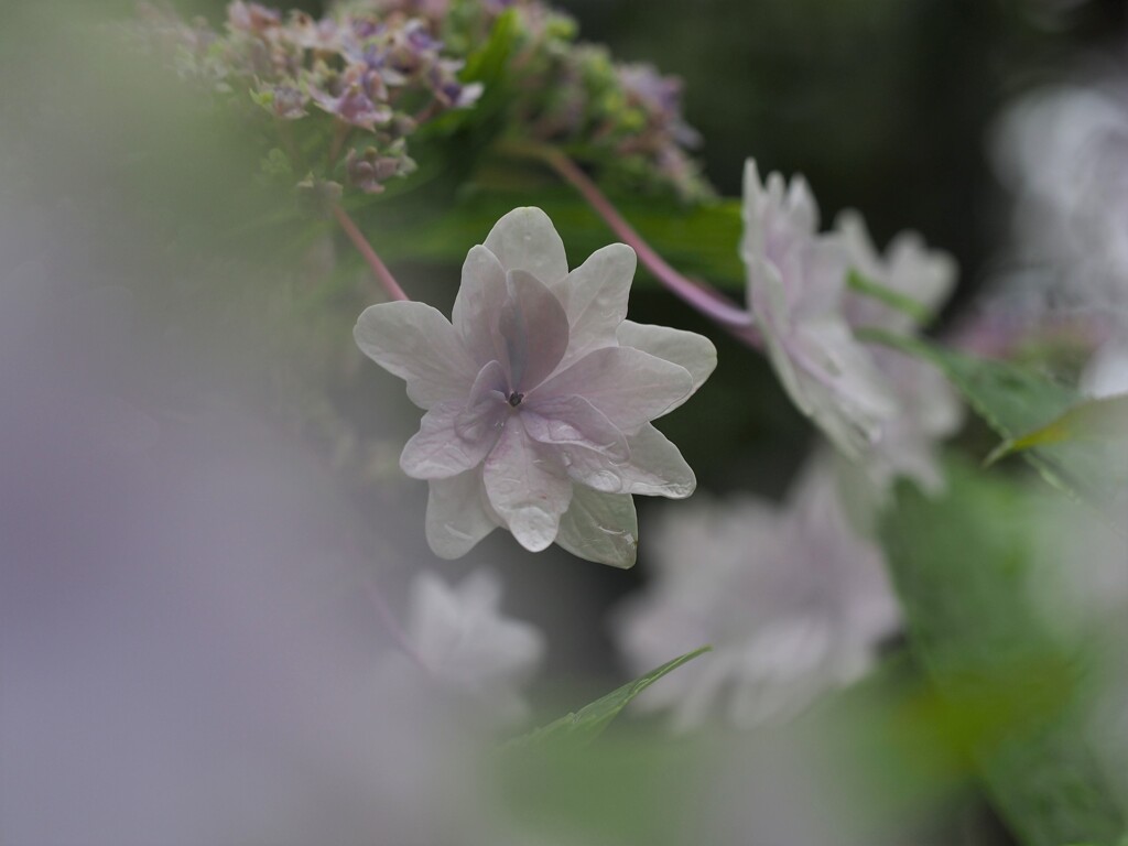 雨花火