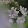 雨花火