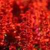 花　燃ゆ