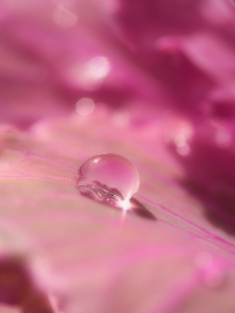 ひとしずく