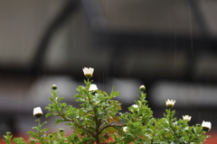 春雨