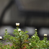 春雨