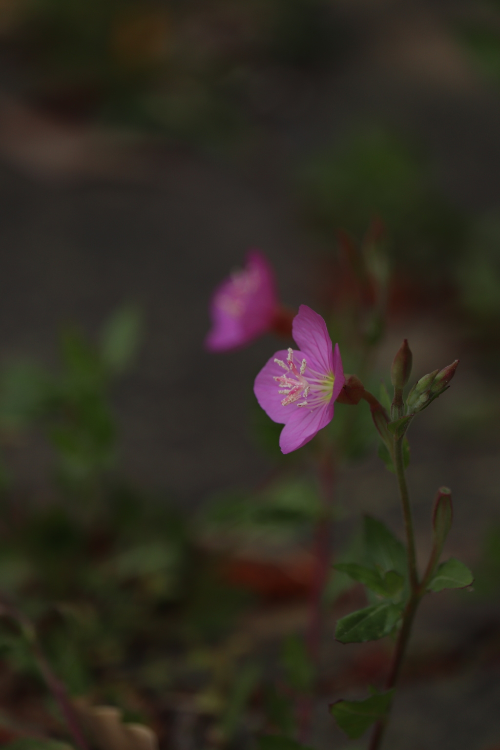 そっと、野の花