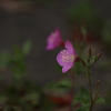 そっと、野の花