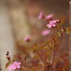 我が家のウエルカムフラワー