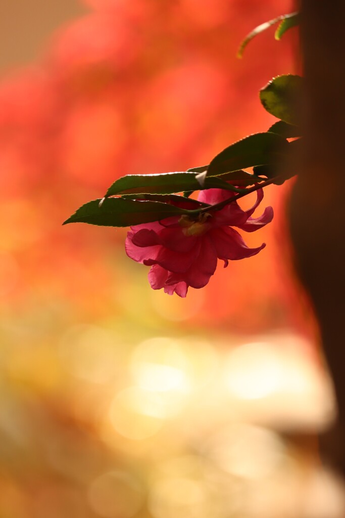 紅葉の中で