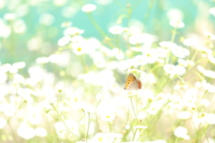 チョウ　花となる