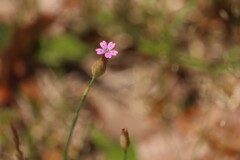 君も花