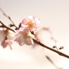 ひと枝召しませ